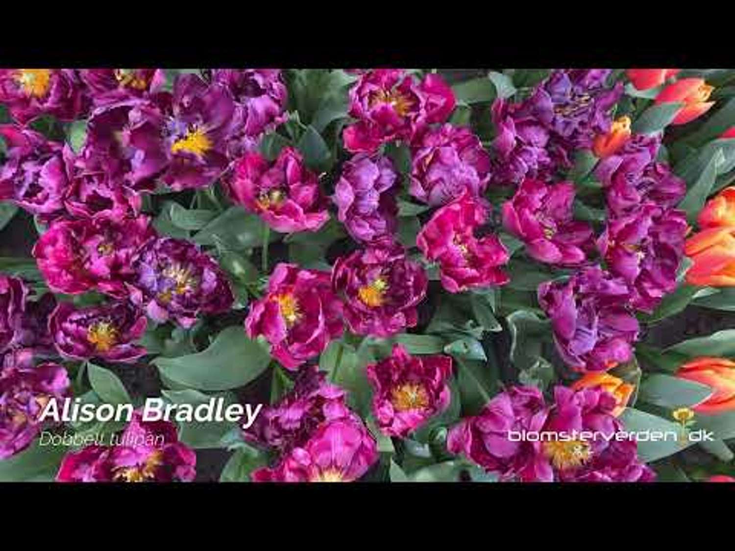 Tulppaani 'Alison Bradley'